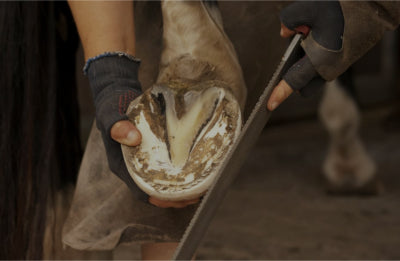 Shop – Farrier Products