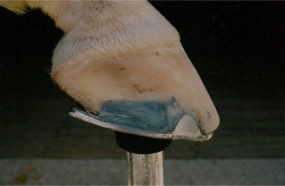 Shop – Farrier Products